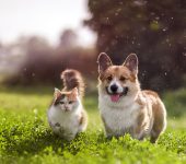 The Pet Perspective: Understanding Life Through Their Eyes