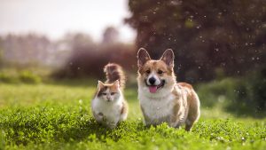 The Pet Perspective: Understanding Life Through Their Eyes